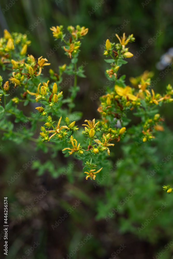 close up of wild flowers with yellow blossoms (Hypericum perforatum) close up of wild flowers with yellow blossoms (Hypericum perforatum)