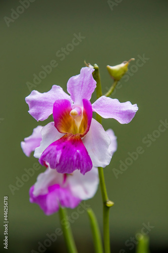Papilionanthe Miss Joaquim is a hybrid orchid cultivar that is Singapore's national flower. Hybrid parentage: Papilionanthe teres (Vanda teres) and Papilionanthe hookeriana (Vanda hookeriana).