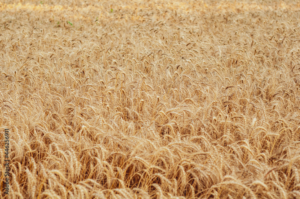 Golden wheat field close up, summer season, start harvest, nature outdoors Golden wheat field close up, summer season, start harvest, nature outdoors