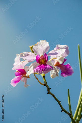 Photography Papilionanthe Miss Joaquim is a hybrid orchid cultivar that is Singapore's national flower