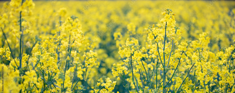 Obraz premium Rapeseed yellow grass banner. Natural background.