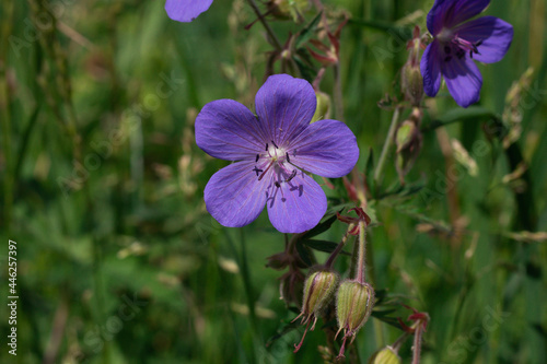 Blue or violet flowers bells in stone pot. blossom close up.
