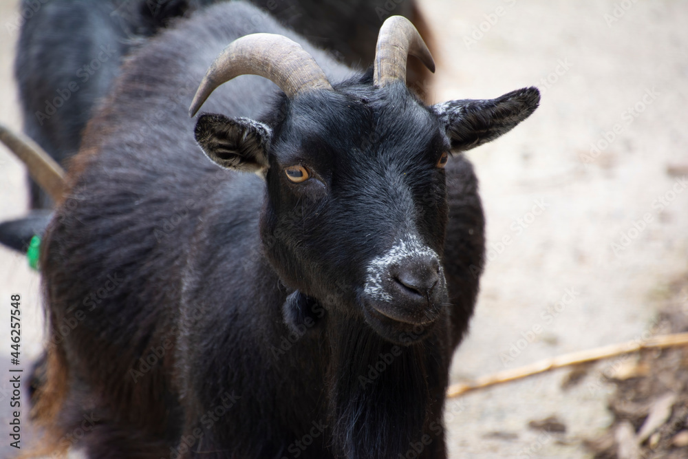 A closeup of an African Pygmy goat.