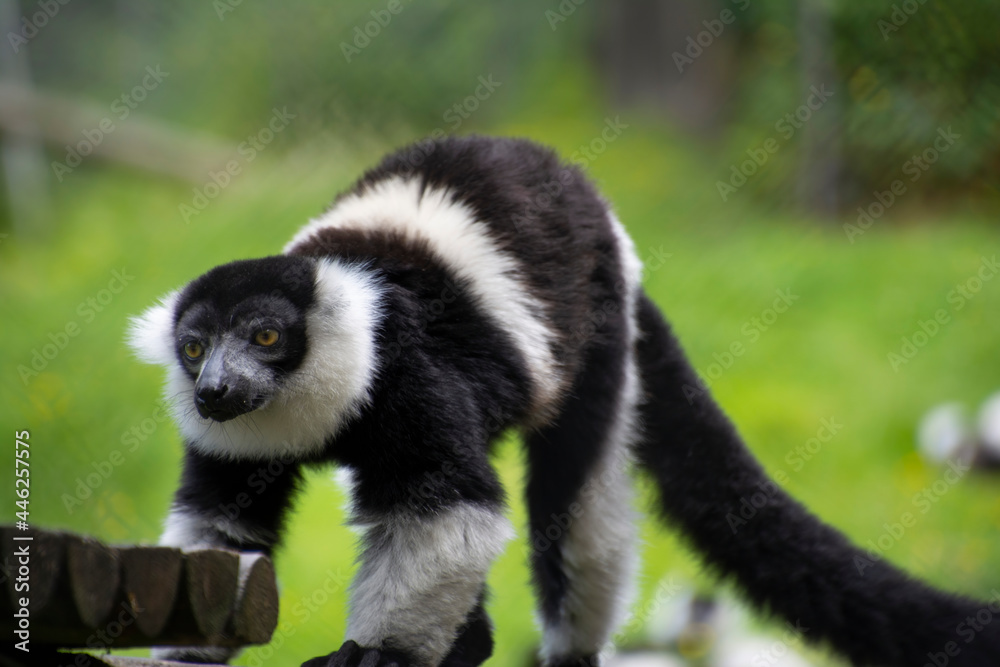 Fototapeta premium Closeup of a curious Ring-tailed lemur.