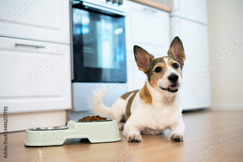 Portrait of a Happy dog, the puppy lies near his bowl of dry food, positive looks straight. Home smiles pet eats at home.