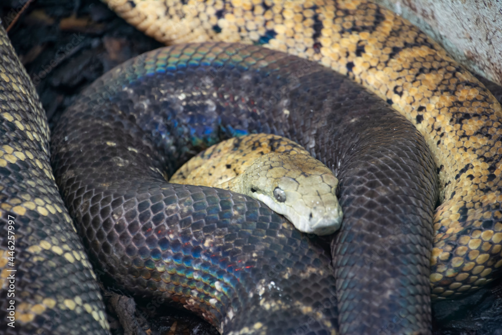 Obraz premium A curled up Jamaican boa.