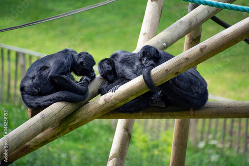 Colombian spider monkeys resting on logs.
