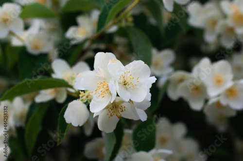 Fototapeta Naklejka Na Ścianę i Meble -  Jasmine flowers blossoming on bush in sunny day
