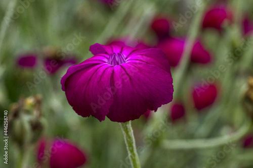 Selective focus shot of a bright lycnis coronaria in the garden photo