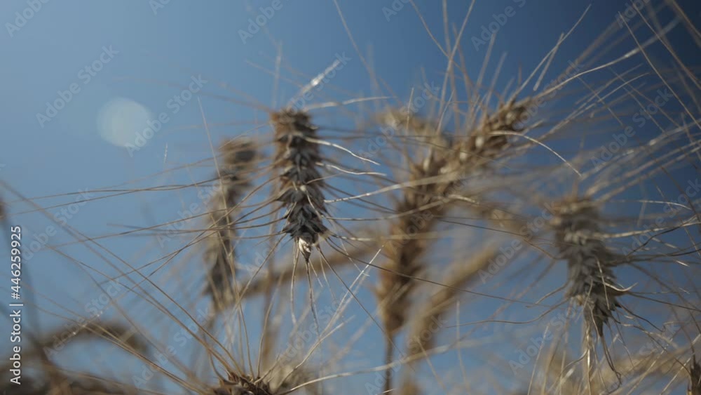 close-up of golden yellow dried wheat ears before harvesting against a sunny blue sky. agriculture, agronomy and cultivation. close-up of golden yellow dried wheat ears before harvesting against a sunny blue sky. agriculture, agronomy and cultivation.