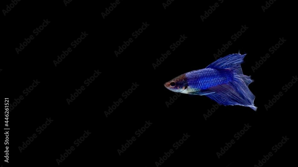 Siamese fighting fish (Betta splendens) Siamese fighting fish (Betta splendens)