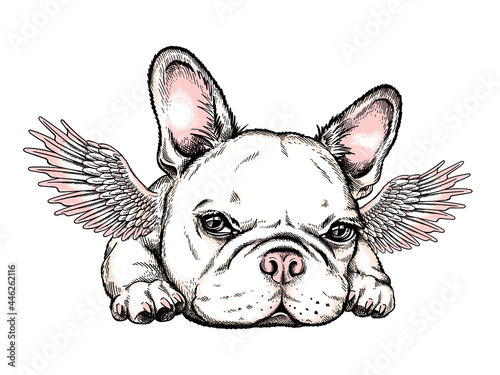 Cute french bulldog puppy with angel wings. Vector illustration in hand-drawn style. Stylish image for printing on any surface	