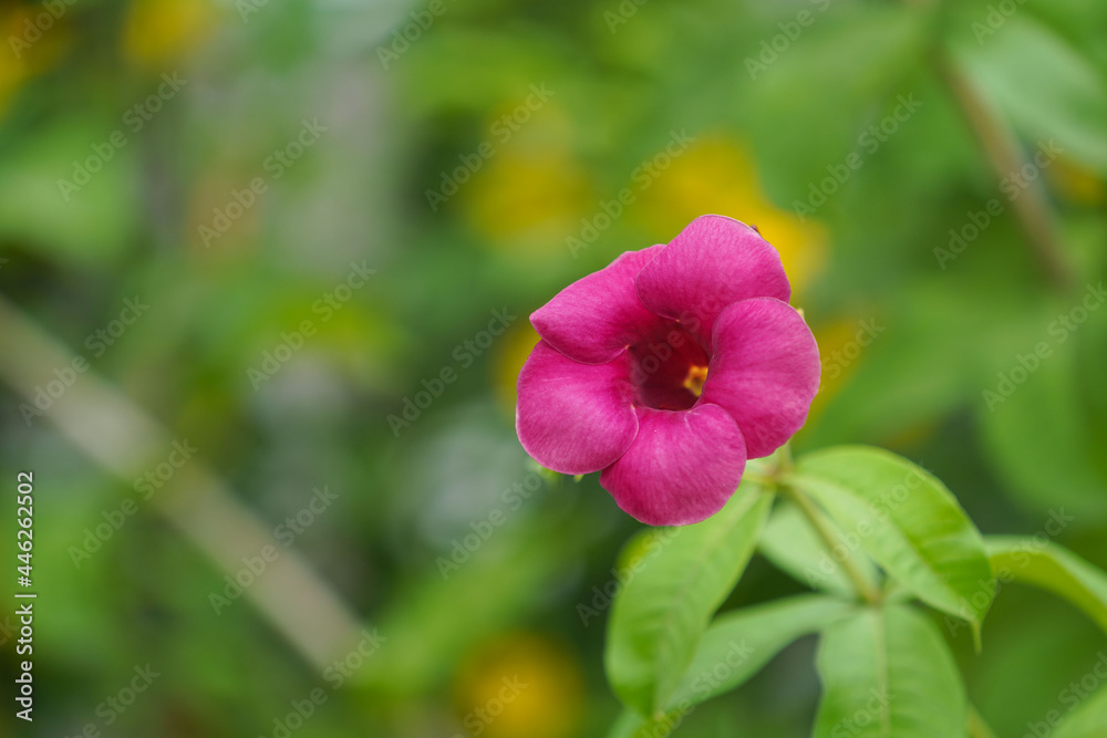 Allamanda blanchetii , Purple Allamanda. Blooming in the garden. Allamanda blanchetii , Purple Allamanda. Blooming in the garden.