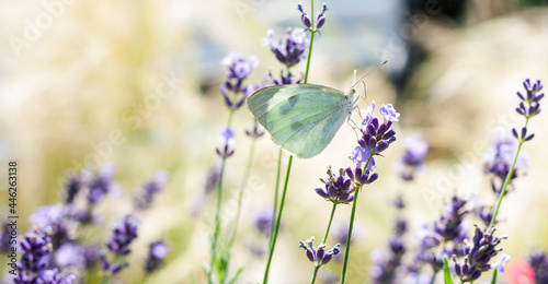 Obraz na płótnie Beautiful bright butterfly on lavender flowers w salonie