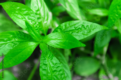 Kariyat or Andrographis paniculata leaf, traditional Thai herbal medicine.