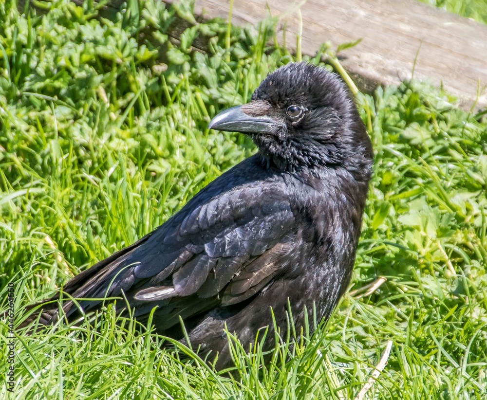 Fototapeta premium the carrion crow corvus corone a passerine bird of the family corvidae sitting in the grass