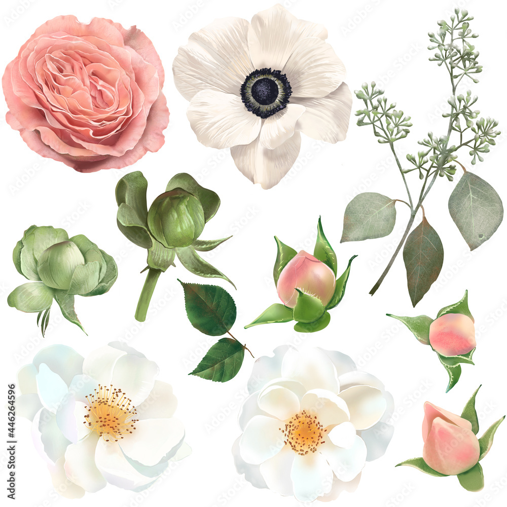 レトロでアンティークなアネモネや薔薇の花とつぼみと植物の白バックイラスト素材 Stock Illustration Adobe Stock