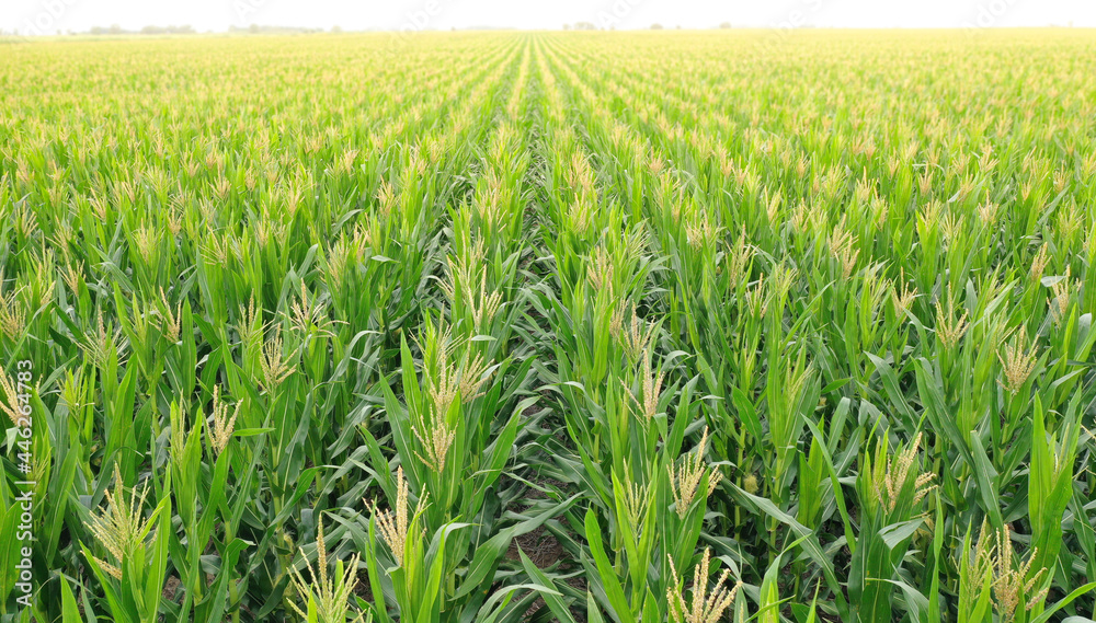 Cornfield in La Pampa Province, Patagonia,  Argentina