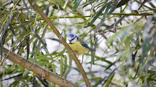 Eurasian Blue Tit