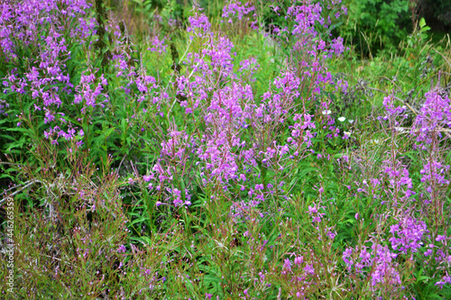 Mountain glade with flowers 