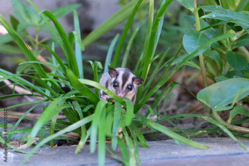 Obraz premium sugar glider