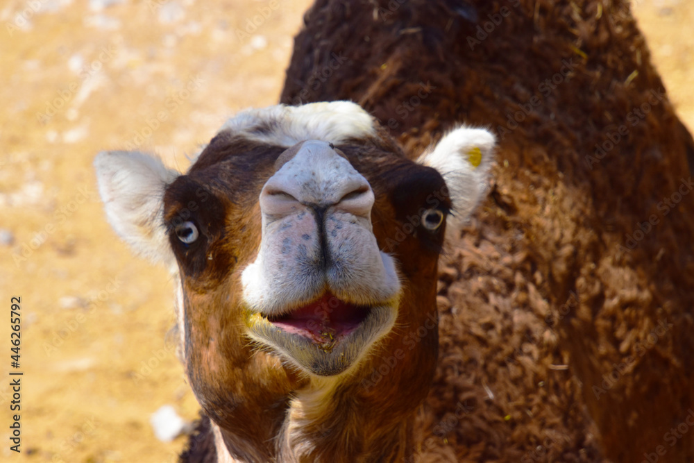 Obraz premium Dromedary looking at the camera