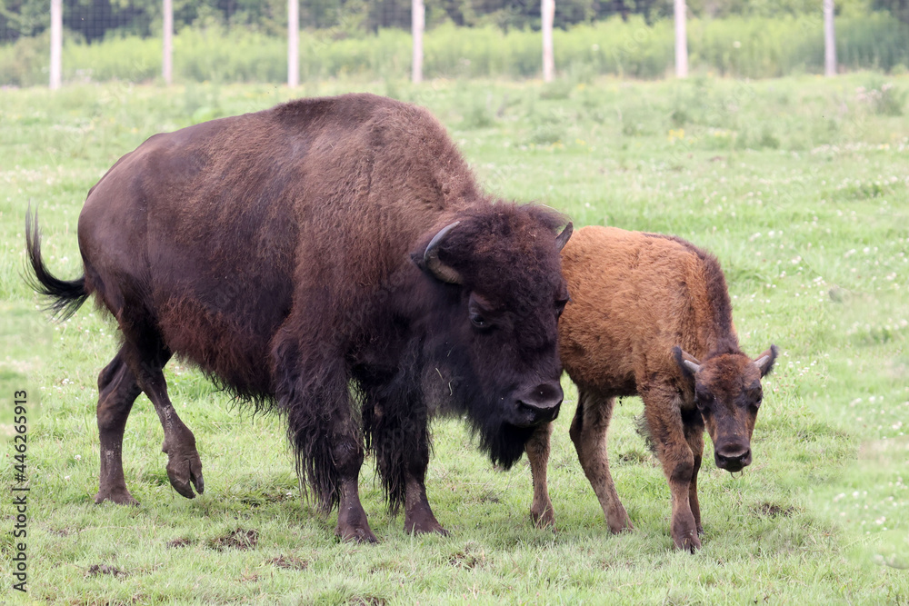 Bison cows, bulls and calves on a local Bison farm in summer in a herd living on a pasture with eight foot fences. 