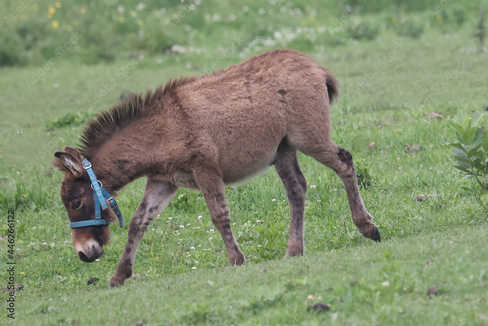 Miniature Horses and donkeys grazing and relaxing in farm field in bright summer sun Miniature Horses and donkeys grazing and relaxing in farm field in bright summer sun