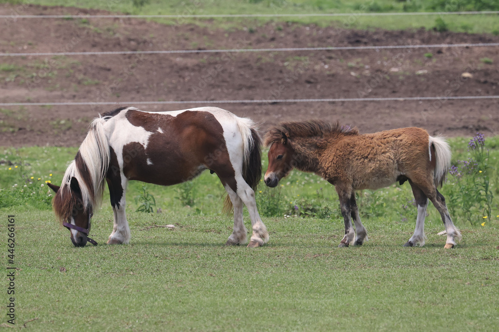 Miniature Horses and donkeys grazing and relaxing in farm field in bright summer sun