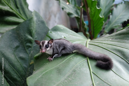 Sugar Glider