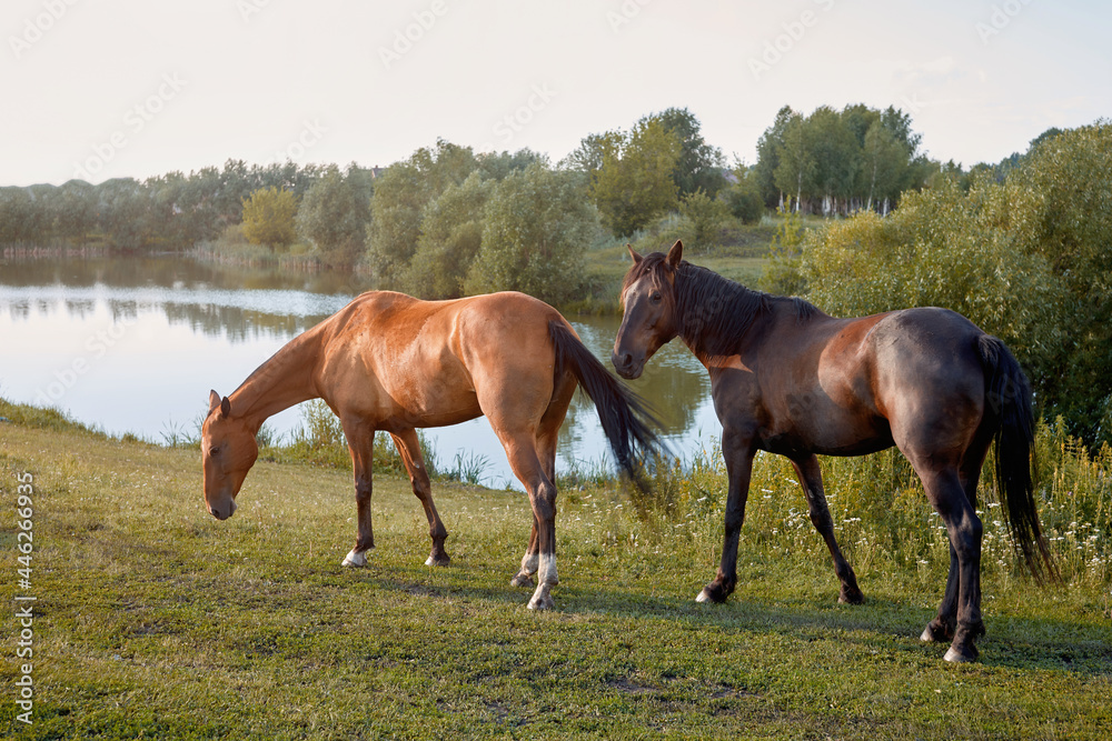 Two horses graze in a meadow eating grass by the lake