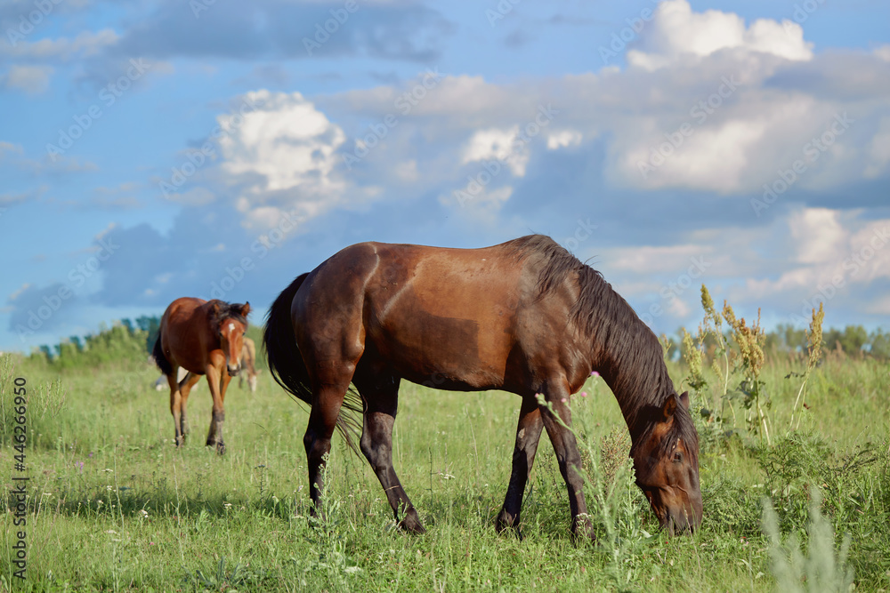 A beautiful brown mare and a small foal are grazing in a meadow eating grass