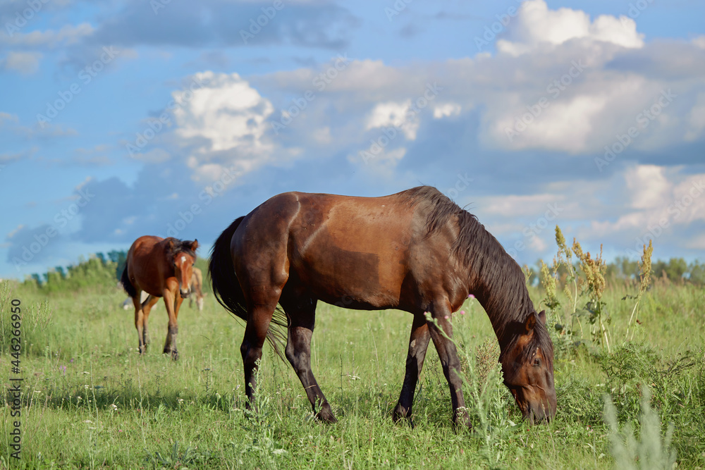 A beautiful brown mare and a small foal are grazing in a meadow eating grass A beautiful brown mare and a small foal are grazing in a meadow eating grass