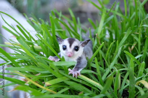 Sugar Glider photo