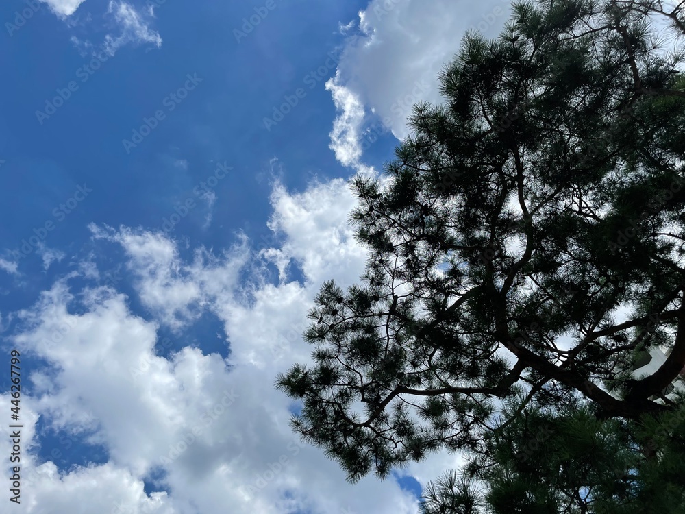 blue sky with white clouds and trees