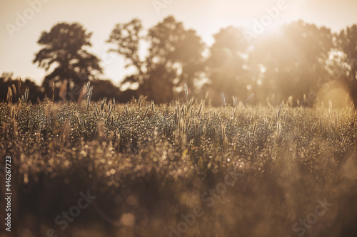 Weizenfeld in der Sonne