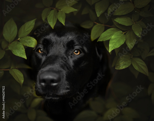 Labrador im Busch