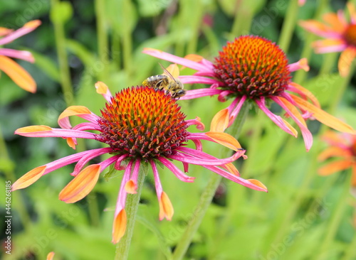 Brightly-colored Echinacea 