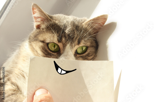 A funny playful gray cat with a smile and teeth on a white paper lies on a windowsill in the rays of the sun