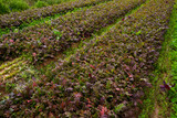 Rows of harvest of red mizuna on the farm field
