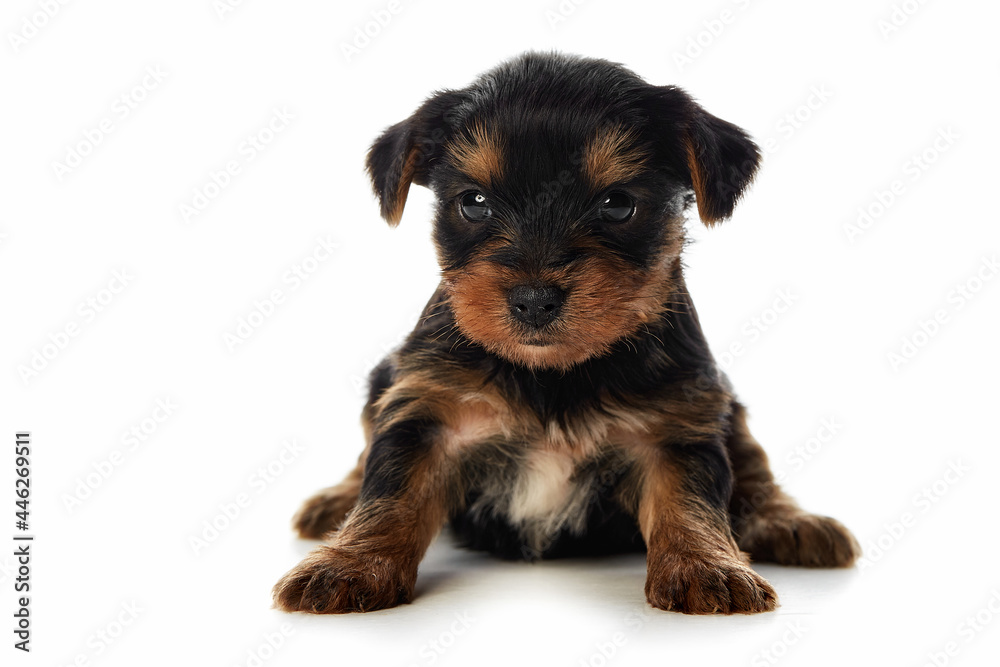 yorkshire terrier puppy on a white background
