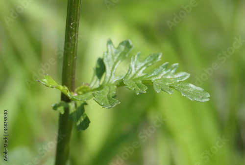 Close-up of a common ragwort leaf. Ragwort (Jacobaea vulgaris) is the main source of food for the larvae of the Cinnabar moth (Tyria jacobaeae), but the plant is poisonous for horses and cattle.