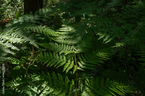 felci nel bosco © spinetta