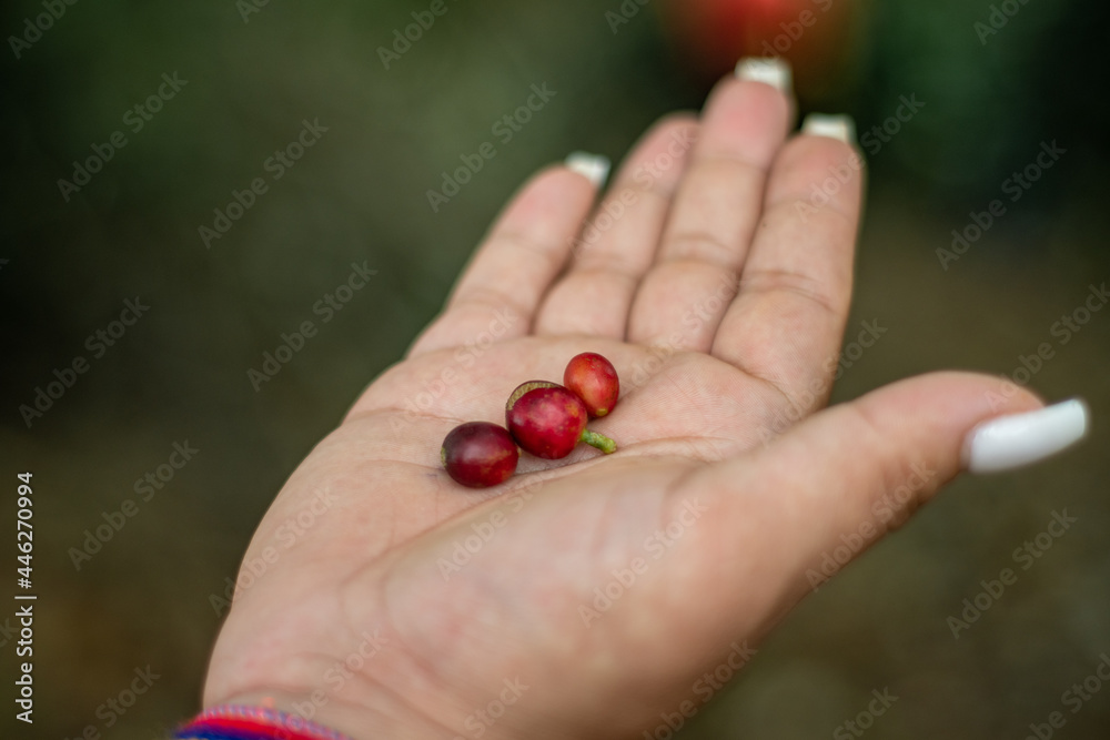 Coffee grains on a hand