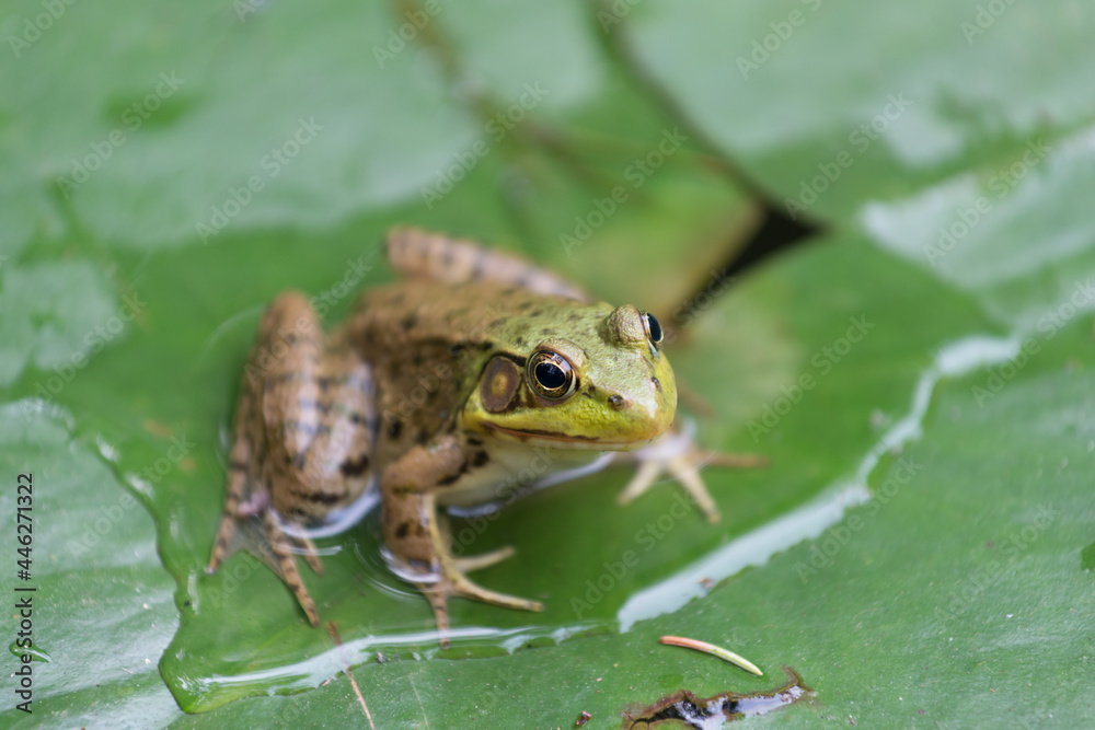 Obraz premium close up of a frog on a lily pad