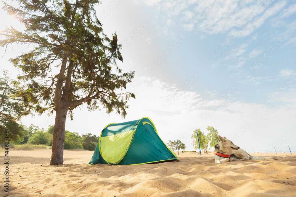 Dog and Tent under a tree on a sandy beach