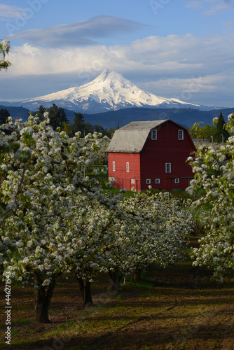 red barn with blooming
