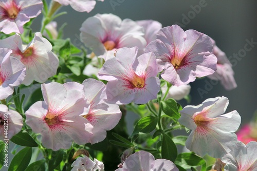 pale pink petunia flowers on a flower bed