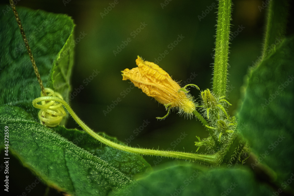 Cucumber Plant, Tendrils and Blossoms. Green plant with yellow-flowering blossom. Garden in Windsor in Broome County in Upstate NY. Tendrils coil around support string to help it climb towards sun. Cucumber Plant, Tendrils and Blossoms. Green plant with yellow-flowering blossom. Garden in Windsor in Broome County in Upstate NY. Tendrils coil around support string to help it climb towards sun.
