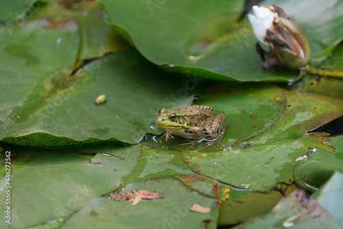 frog and water lily